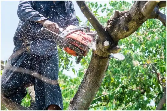 tree services Central Point